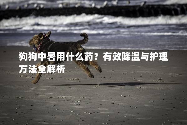 狗狗中暑用什么药？有效降温与护理方法全解析