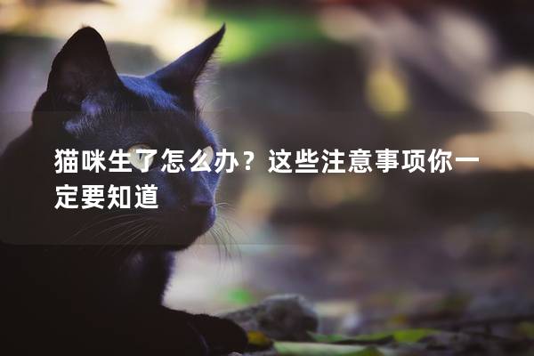 猫咪生了怎么办？这些注意事项你一定要知道