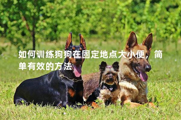 如何训练狗狗在固定地点大小便，简单有效的方法