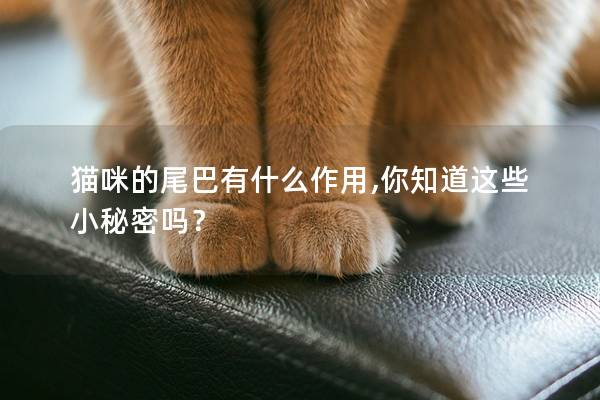 猫咪的尾巴有什么作用,你知道这些小秘密吗？