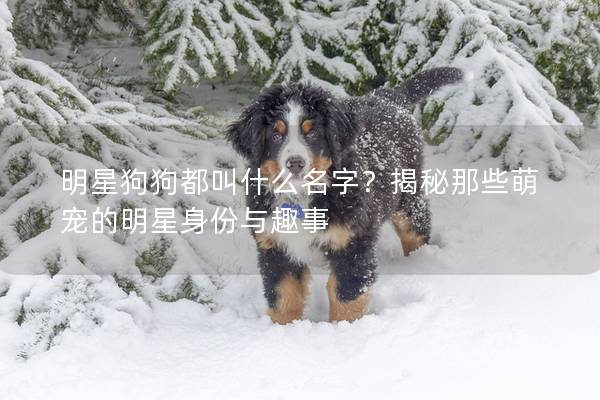 明星狗狗都叫什么名字？揭秘那些萌宠的明星身份与趣事