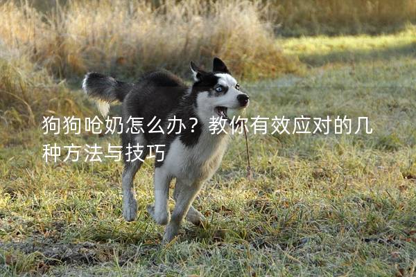 狗狗呛奶怎么办？教你有效应对的几种方法与技巧