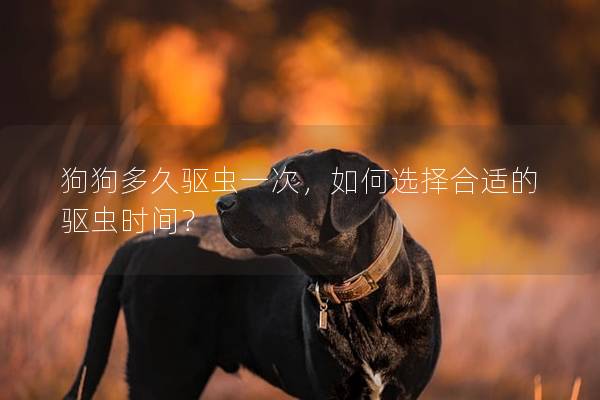 狗狗多久驱虫一次，如何选择合适的驱虫时间？