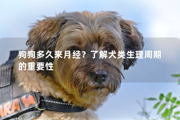 狗狗多久来月经？了解犬类生理周期的重要性