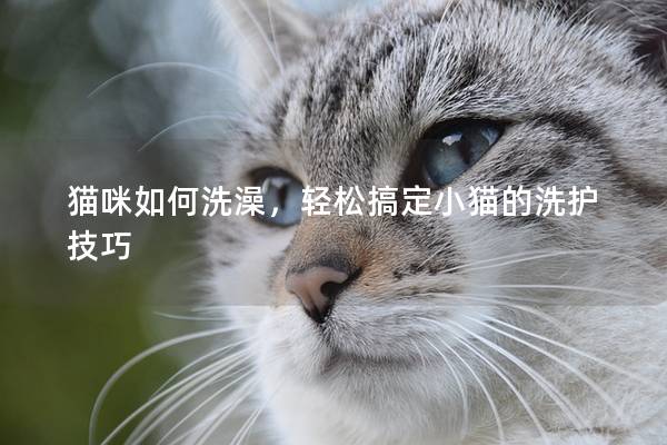 猫咪如何洗澡，轻松搞定小猫的洗护技巧