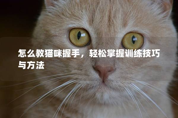 怎么教猫咪握手，轻松掌握训练技巧与方法