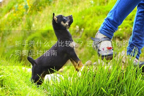 新手养什么狗比较好？选择适合你的狗狗品种指南