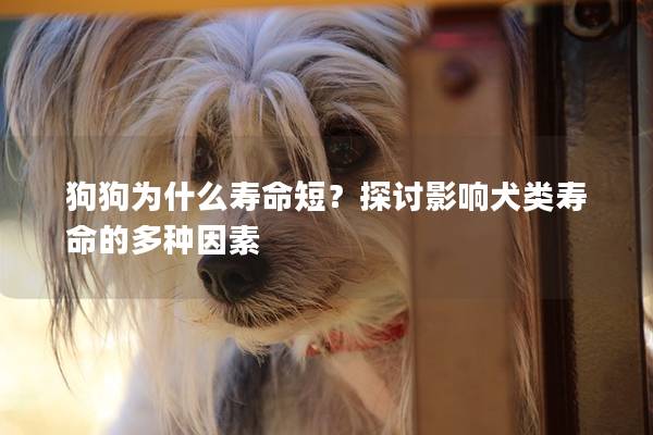 狗狗为什么寿命短？探讨影响犬类寿命的多种因素