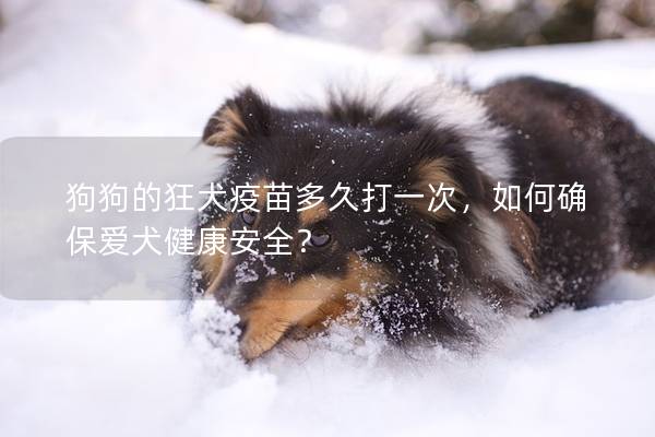 狗狗的狂犬疫苗多久打一次，如何确保爱犬健康安全？