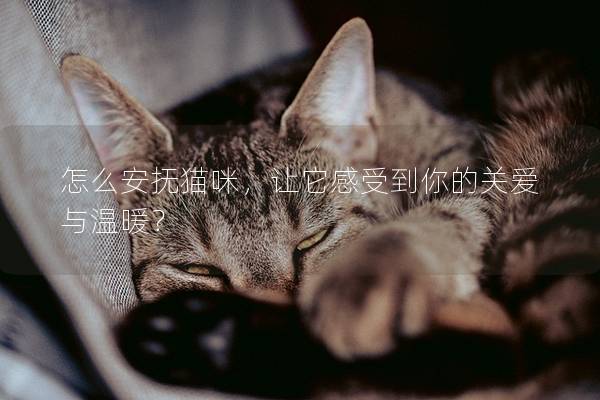 怎么安抚猫咪，让它感受到你的关爱与温暖？