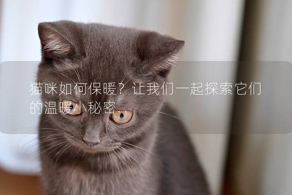 猫咪如何保暖？让我们一起探索它们的温暖小秘密