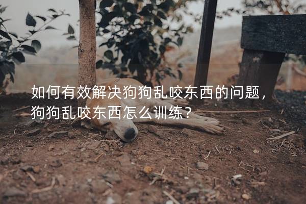 如何有效解决狗狗乱咬东西的问题，狗狗乱咬东西怎么训练？