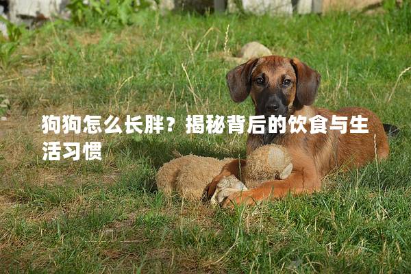狗狗怎么长胖？揭秘背后的饮食与生活习惯