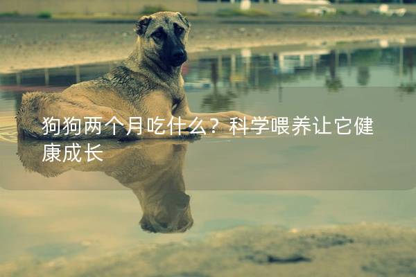 狗狗两个月吃什么？科学喂养让它健康成长