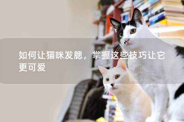 如何让猫咪发腮，掌握这些技巧让它更可爱