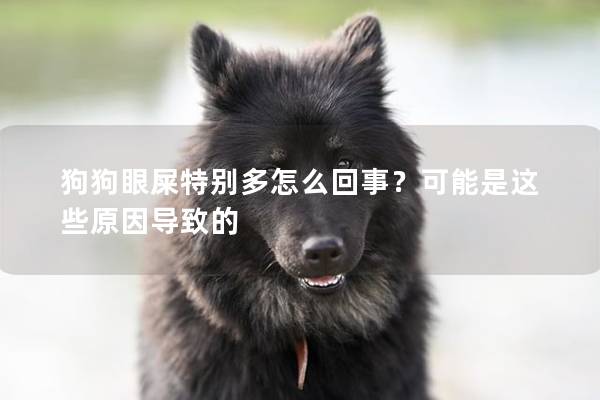 狗狗眼屎特别多怎么回事？可能是这些原因导致的