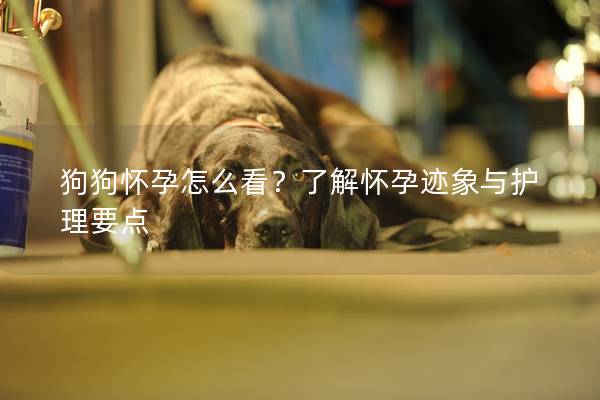 狗狗怀孕怎么看？了解怀孕迹象与护理要点