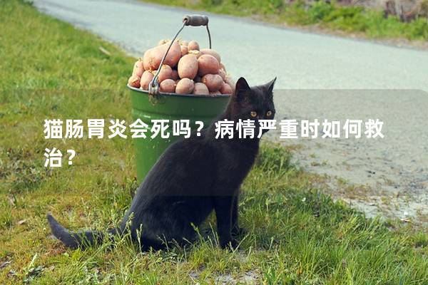 猫肠胃炎会死吗？病情严重时如何救治？