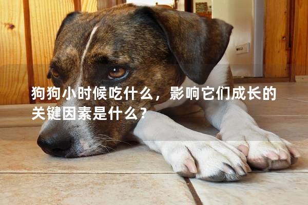 狗狗小时候吃什么，影响它们成长的关键因素是什么？
