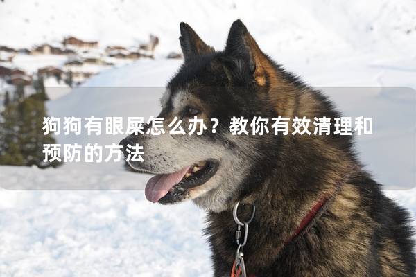 狗狗有眼屎怎么办？教你有效清理和预防的方法