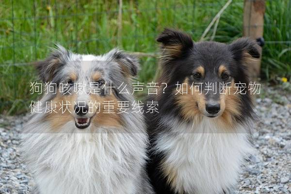 狗狗咳嗽是什么声音？如何判断宠物健康状况的重要线索