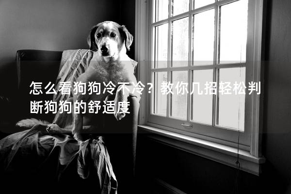 怎么看狗狗冷不冷？教你几招轻松判断狗狗的舒适度