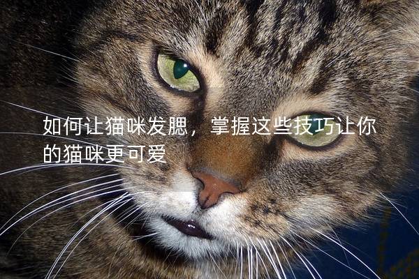 如何让猫咪发腮，掌握这些技巧让你的猫咪更可爱