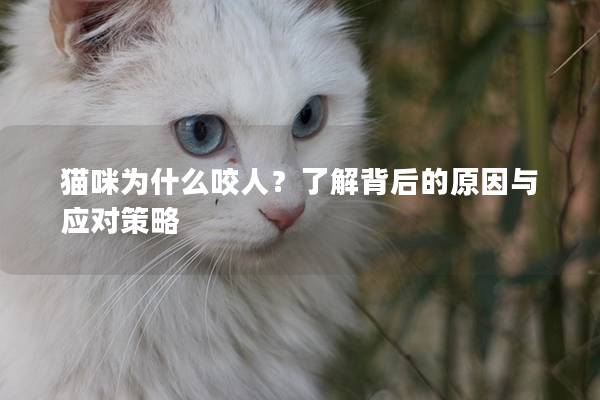 猫咪为什么咬人？了解背后的原因与应对策略