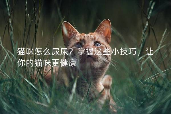 猫咪怎么尿尿？掌握这些小技巧，让你的猫咪更健康