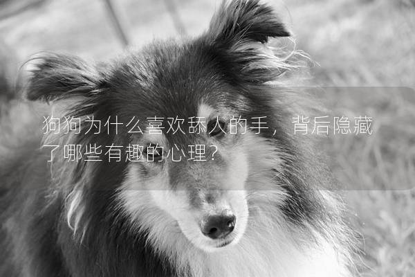 狗狗为什么喜欢舔人的手，背后隐藏了哪些有趣的心理？