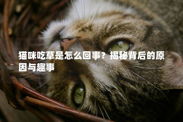 猫咪吃草是怎么回事？揭秘背后的原因与趣事
