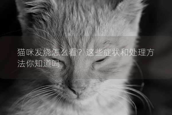 猫咪发烧怎么看？这些症状和处理方法你知道吗