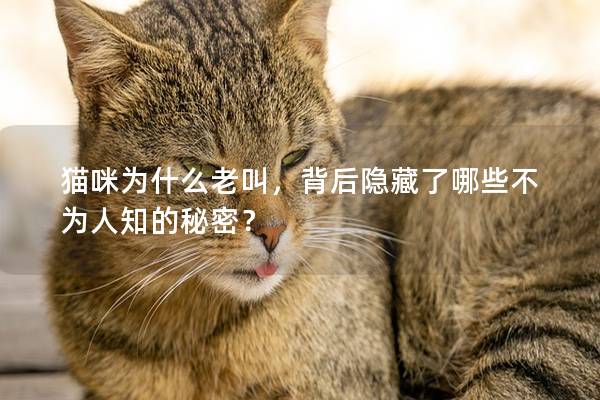 猫咪为什么老叫，背后隐藏了哪些不为人知的秘密？