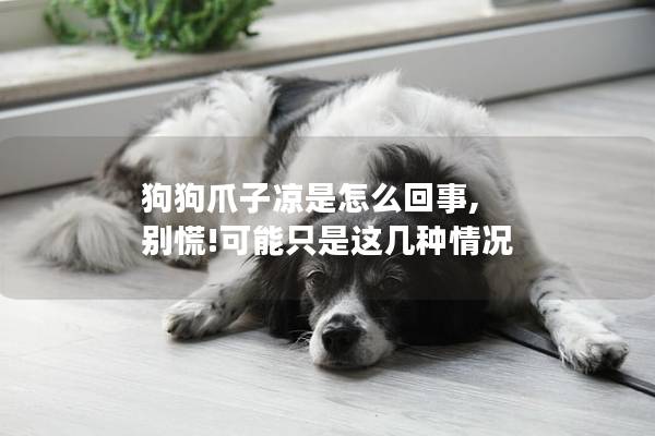 狗狗爪子凉是怎么回事, 别慌!可能只是这几种情况