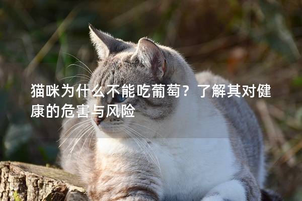 猫咪为什么不能吃葡萄？了解其对健康的危害与风险
