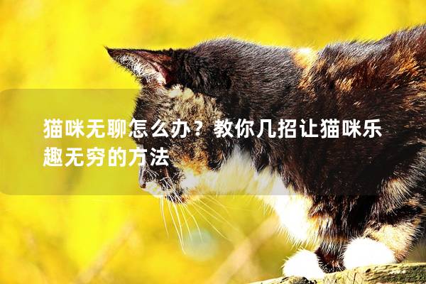 猫咪无聊怎么办？教你几招让猫咪乐趣无穷的方法