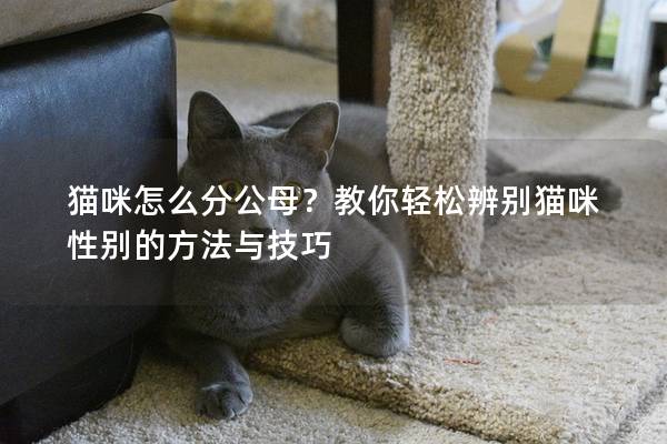 猫咪怎么分公母？教你轻松辨别猫咪性别的方法与技巧