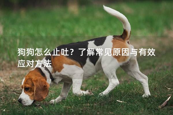 狗狗怎么止吐？了解常见原因与有效应对方法