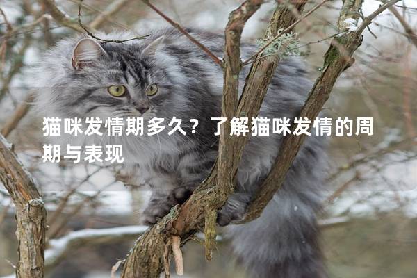 猫咪发情期多久？了解猫咪发情的周期与表现