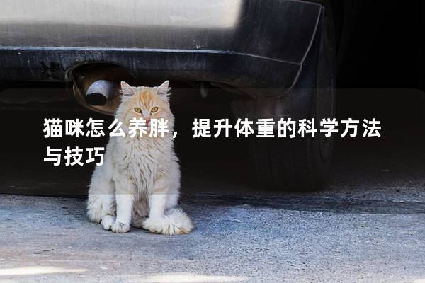 猫咪怎么养胖，提升体重的科学方法与技巧