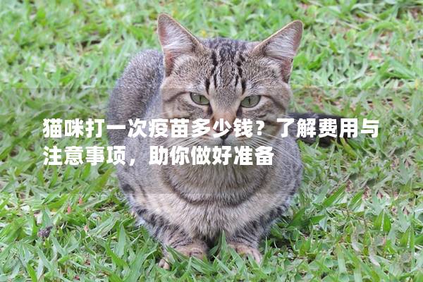 猫咪打一次疫苗多少钱？了解费用与注意事项，助你做好准备