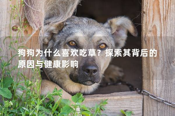 狗狗为什么喜欢吃草？探索其背后的原因与健康影响