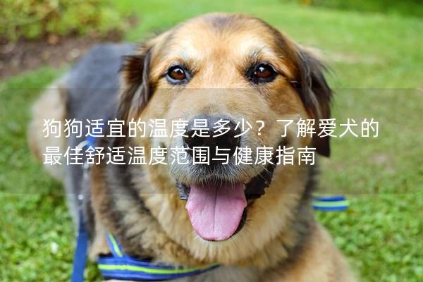 狗狗适宜的温度是多少？了解爱犬的最佳舒适温度范围与健康指南