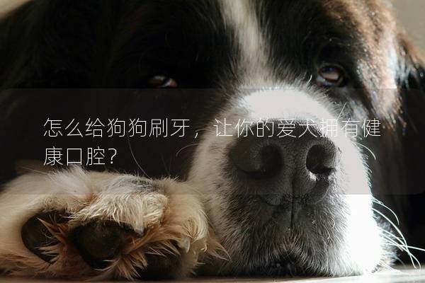 怎么给狗狗刷牙，让你的爱犬拥有健康口腔？