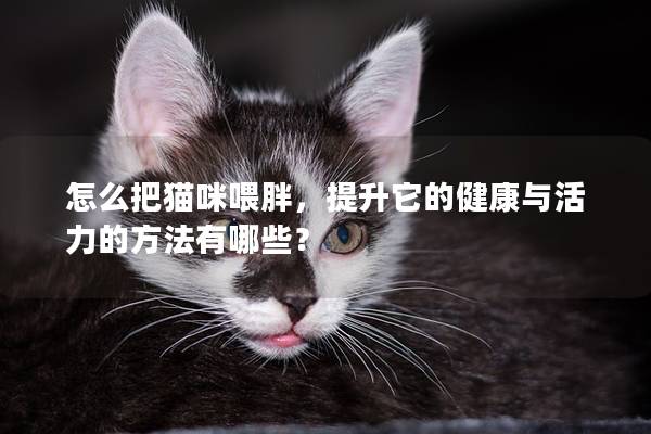 怎么把猫咪喂胖，提升它的健康与活力的方法有哪些？