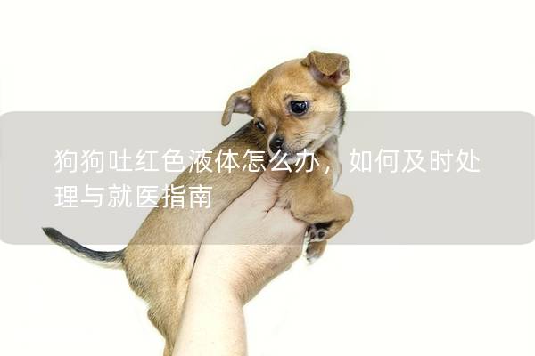 狗狗吐红色液体怎么办，如何及时处理与就医指南