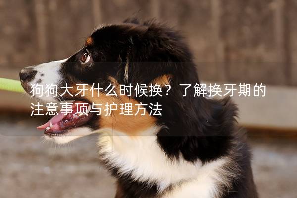 狗狗大牙什么时候换？了解换牙期的注意事项与护理方法