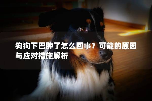 狗狗下巴肿了怎么回事？可能的原因与应对措施解析