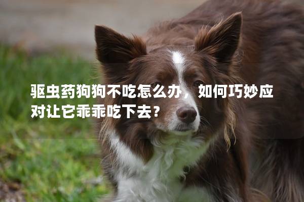驱虫药狗狗不吃怎么办，如何巧妙应对让它乖乖吃下去？