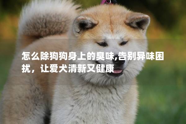 怎么除狗狗身上的臭味,告别异味困扰，让爱犬清新又健康
